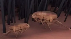 Lehet bolha élnek emberekben?